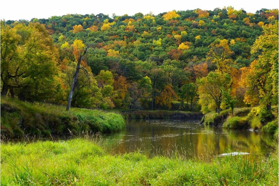 A lush and vibrant cluster of trees alongside of the Sheyenne River