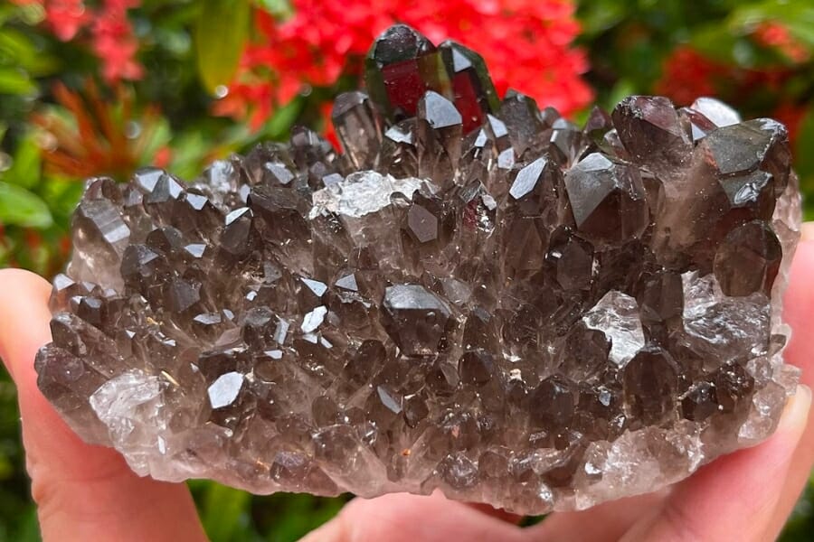 Sparkling cluster of Smoky Quartz held by hand with red flower-bearing plants as background