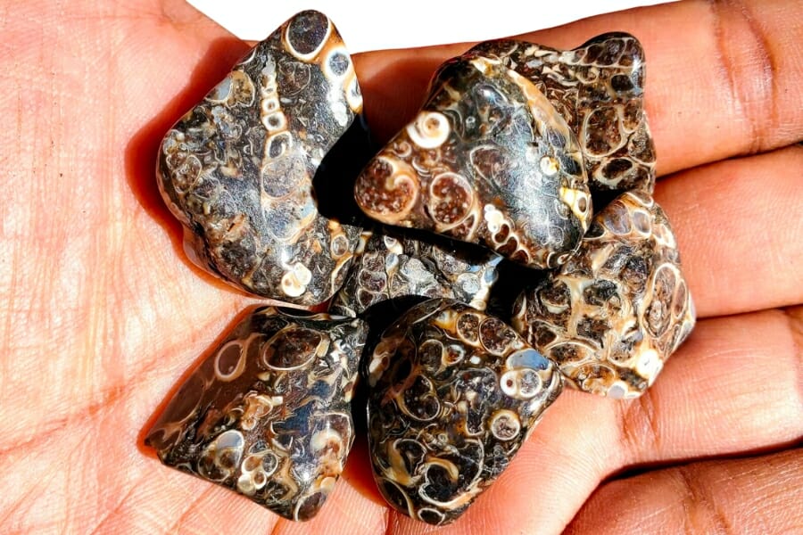Stunning pieces of intricately-detailed Turritella Agate held on a palm