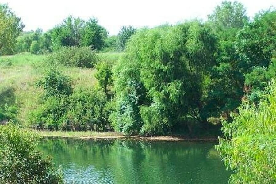 A creek surrounded by greeneries at West Mineral