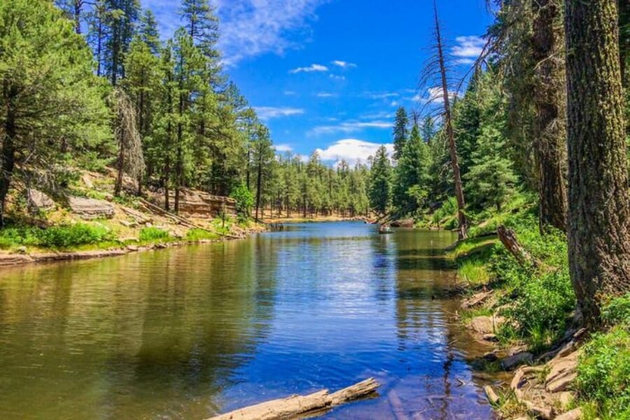 A beautiful scenic view of the Apache National Forest with lush greens and clear blue skies