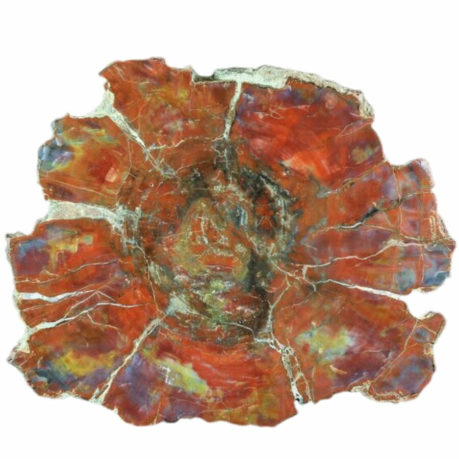 Petrified Araucarioxylon wood slice