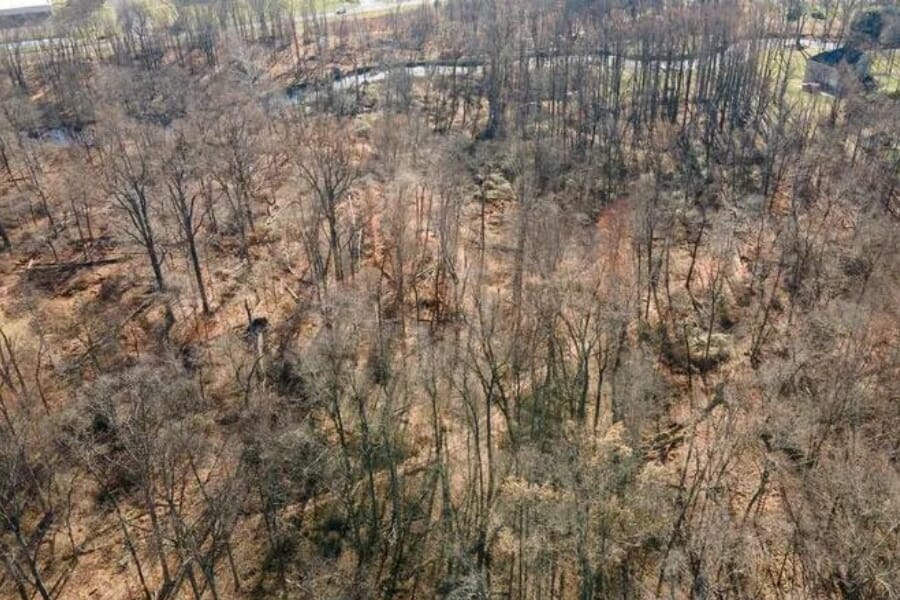 An area at Bainbridge full of dried and skinny trees where petrified wood are commonly found