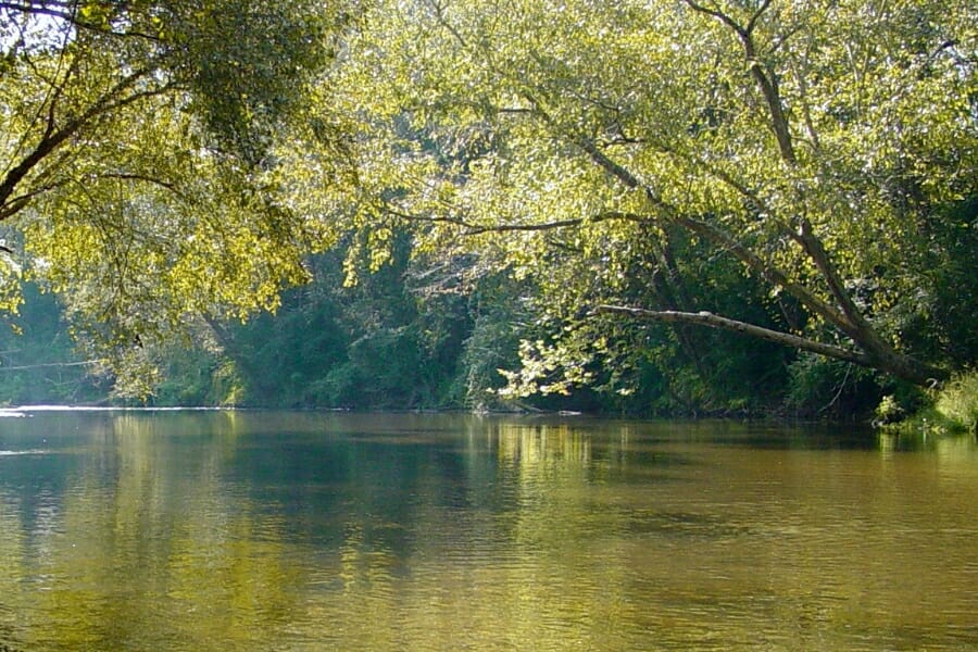 Trees bending towards the calm and quiet Bogue Chitto River