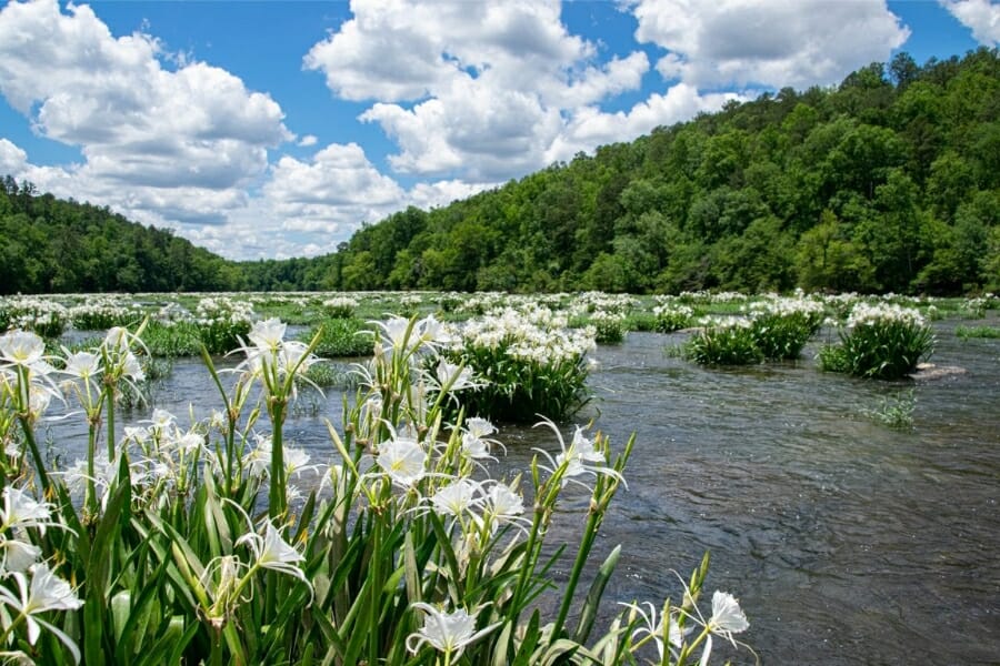 Pretty lilies floating along the Cahaba River.