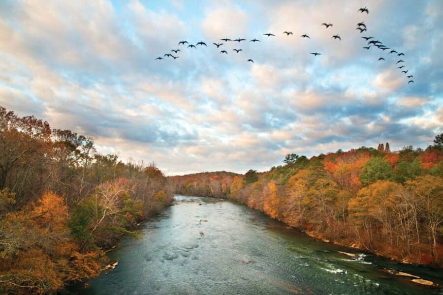 An aerial view of the Chattahoochee River surrounded by lush green trees and birds flying over it