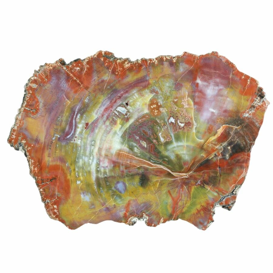 Colorful piece of petrified wood