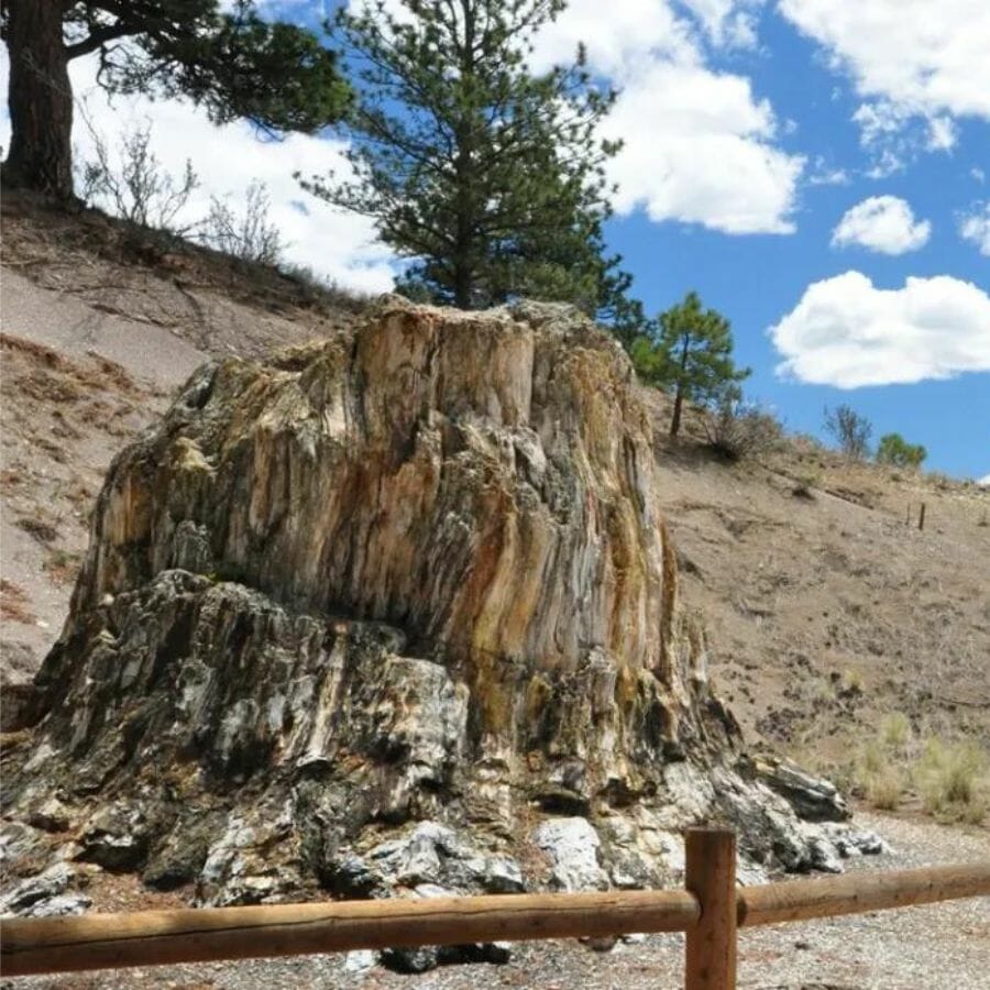 The big stump at Florissant Fossil Beds National Monument