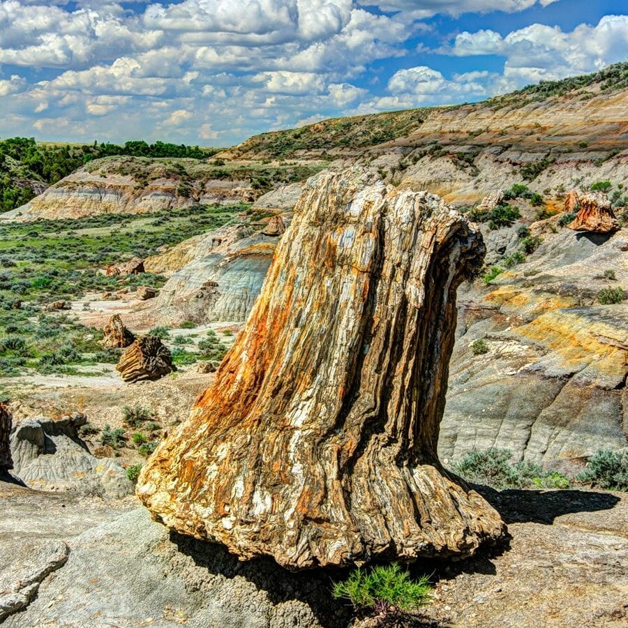 Field with several petrified trees