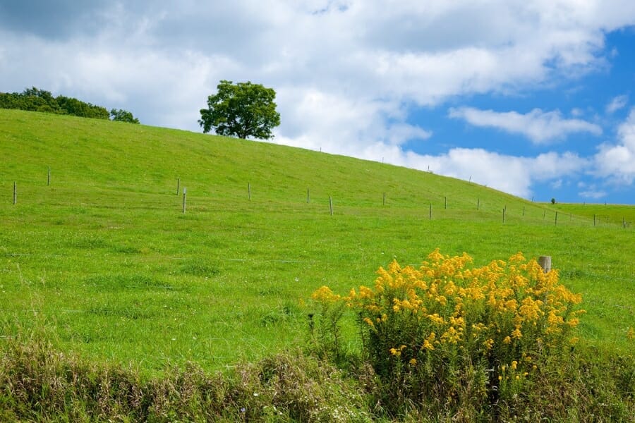 Lush green grass and blooming flowers at the hills of Greensburg