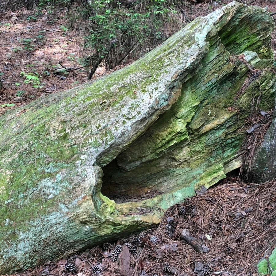 A big petrified tree at Mississippi Petrified Forest