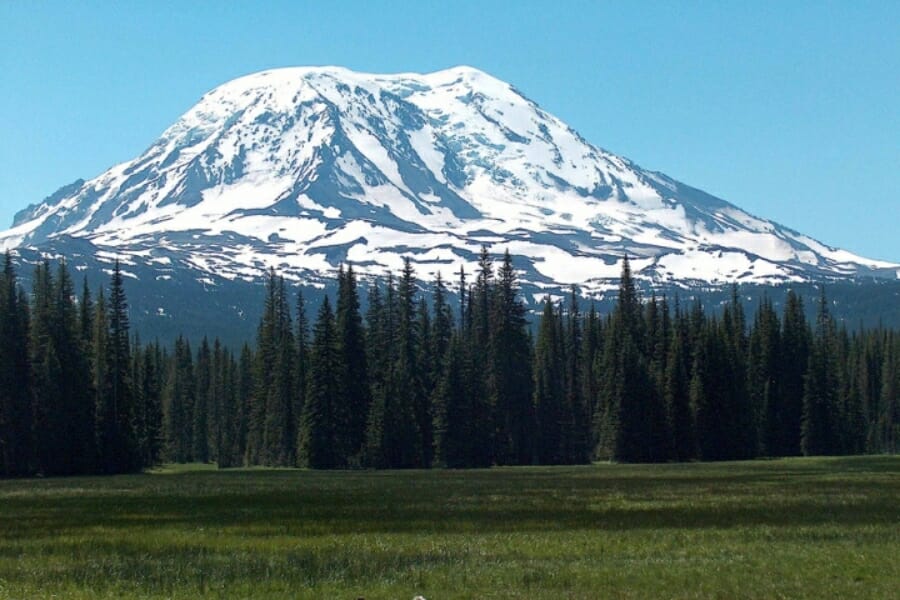 White snow covering Mount Adams with lots of pine trees at its foot.