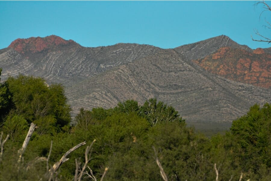 Distant view of the Mule Mountains foregrounded by thick trees