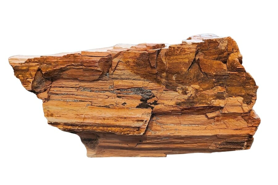 A beautiful piece of brown petrified wood