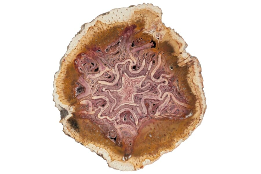 Stunning sample of Petrified Fern showing amazing details