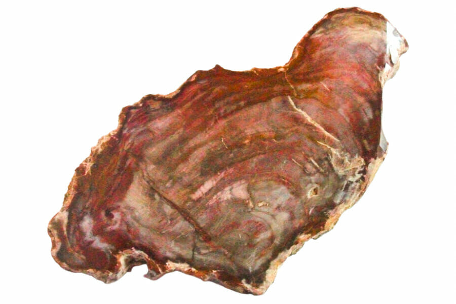 A slab of petrified wood showing clear details