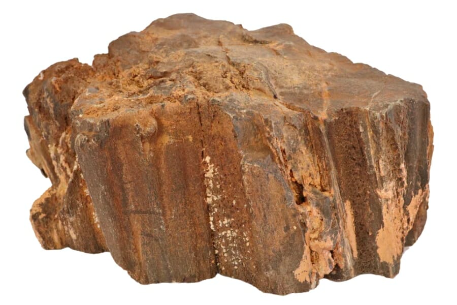 Close-up look at a thick slab of petrified wood