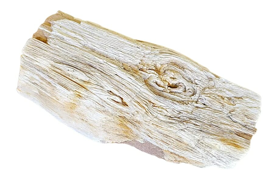 A beautiful white petrified wood log