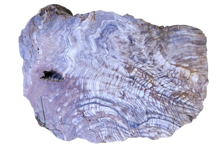 A distinctive white petrified wood with beautiful intricate patterns