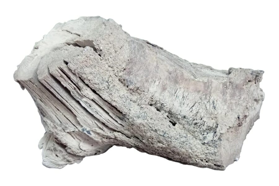 An elegant white petrified wood with a distinct texture and shape
