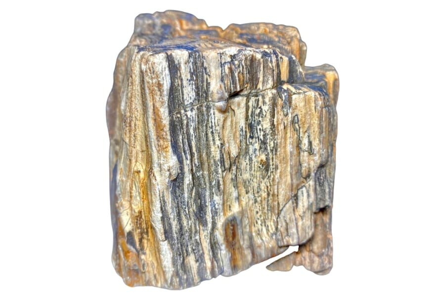 A stunning unique piece of petrified wood with different hues and streaks of colors