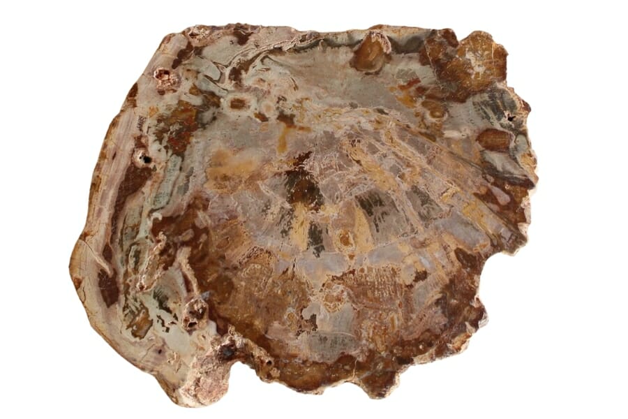A beautiful unique petrified wood with intricate patterns