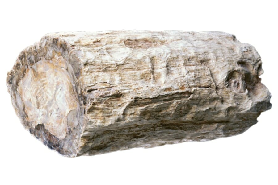 A perfectly-shaped petrified wood log 