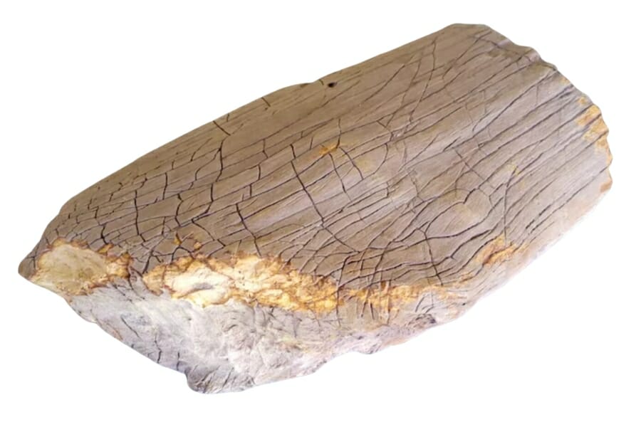 A nice piece of petrified wood slab