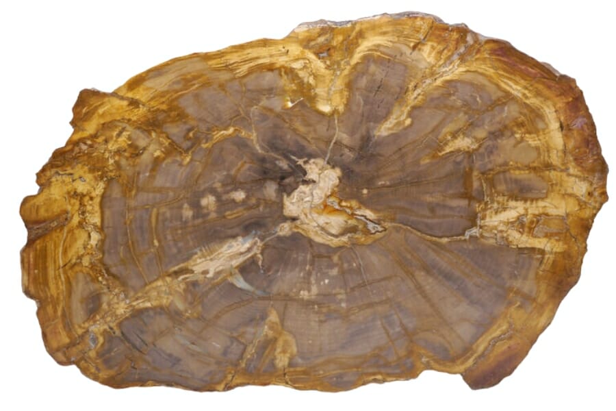 A big petrified wood slab with orange and brown hues in its pattern