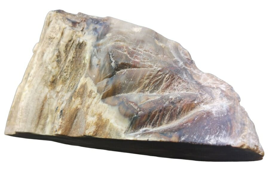 A beautifully-shaped petrified wood with a distinct color and surface texture