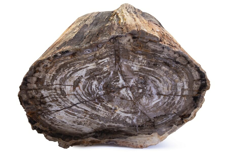 A distinct specimen of petrified wood specimen with a beautiful pattern and good surface