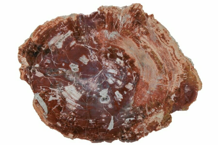 A gorgeous petrified wood with a beautiful intricate detail