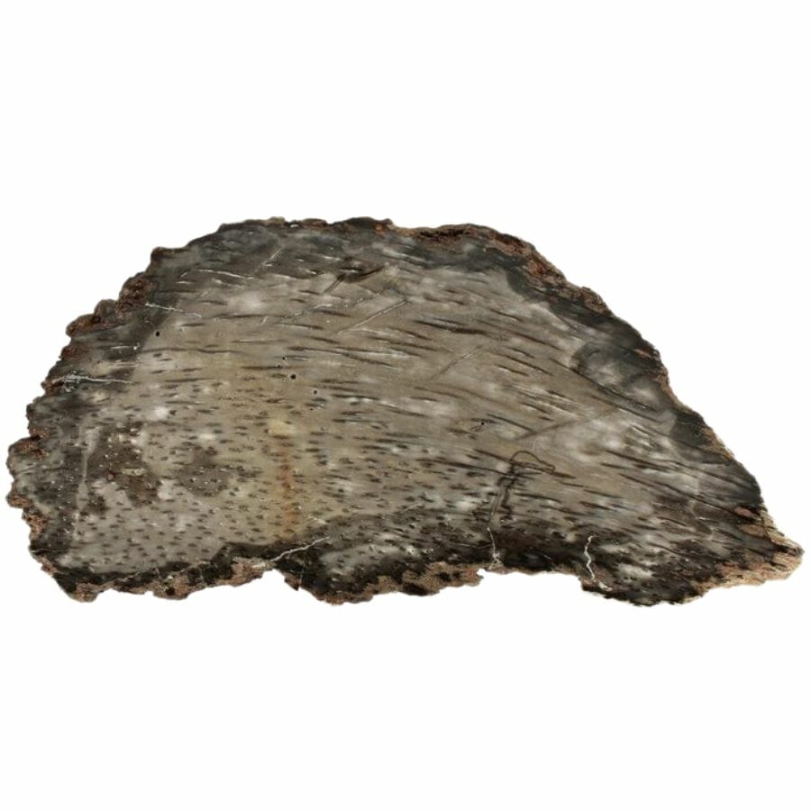 Slice of petrified palm wood