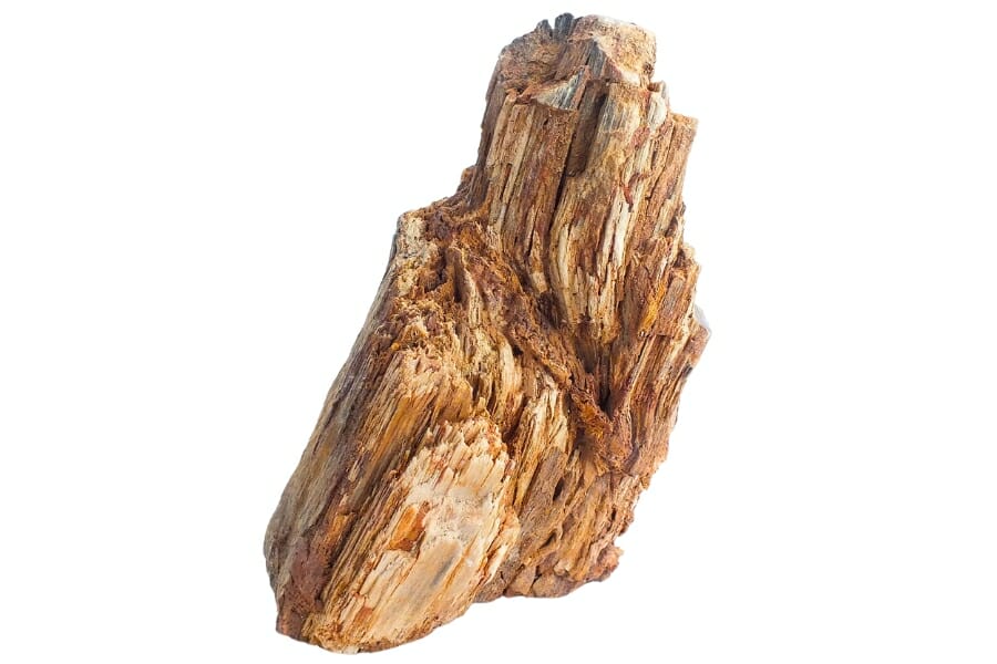 Intricately-detailed piece of petrified wood