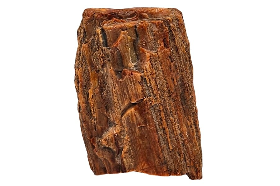 Close-up look at a piece of a mostly brown rainbow petrified wood