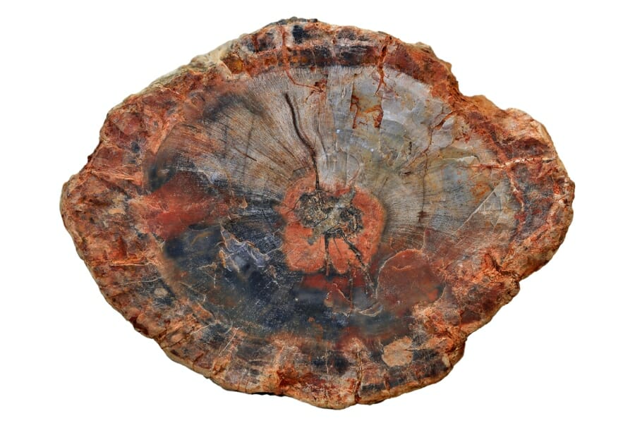 Close-up look at the amazing details of a petrified wood