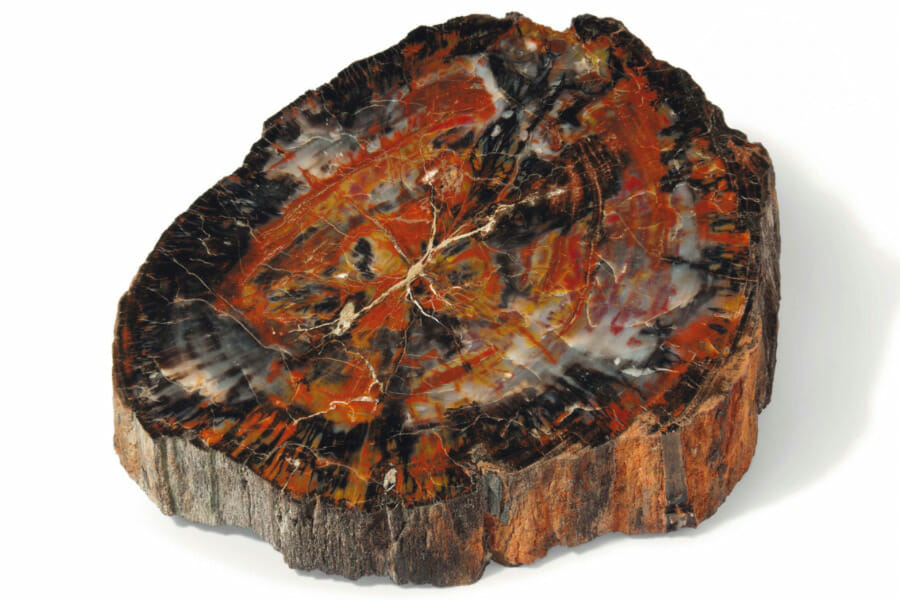 A thick slab of opalized petrified wood
