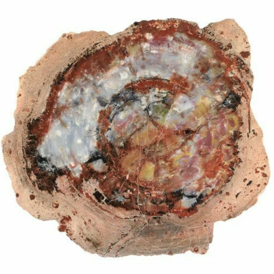 Ring patterns on petrified wood