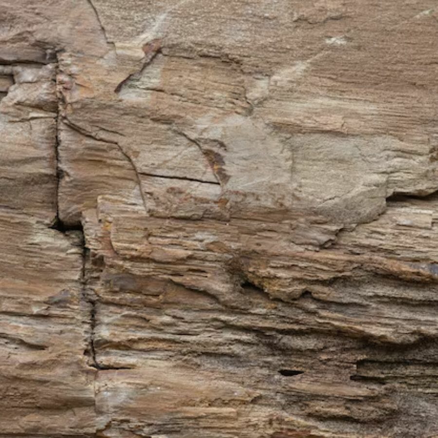 Close up image of the texture of petrified wood