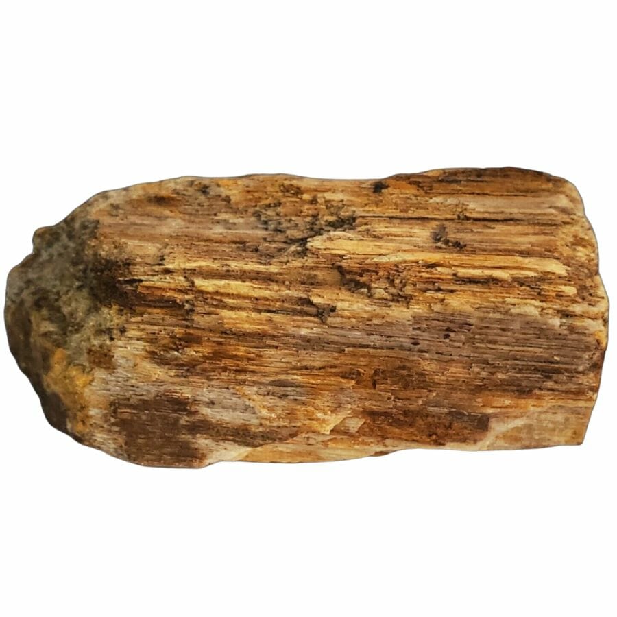 Simple piece of petrified wood