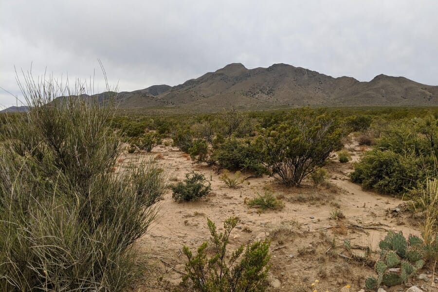 Trail to the Quitman Mountain surrounded with bushes and shrub 