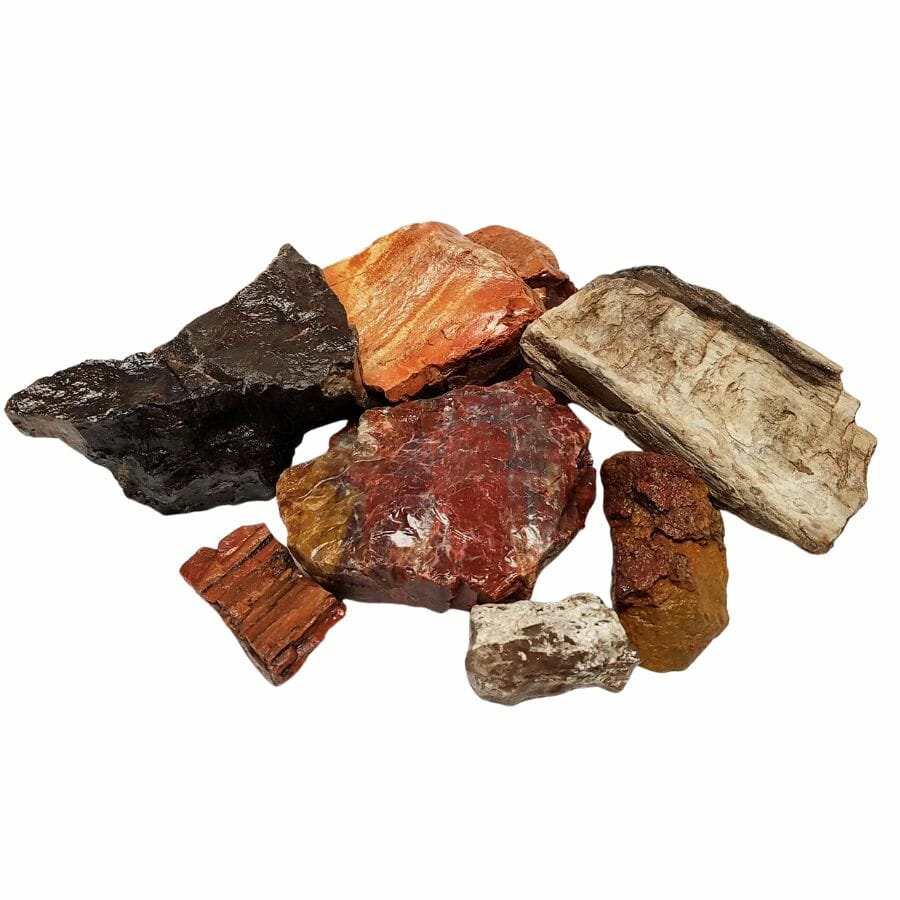 Several pieces of different colored petrified wood