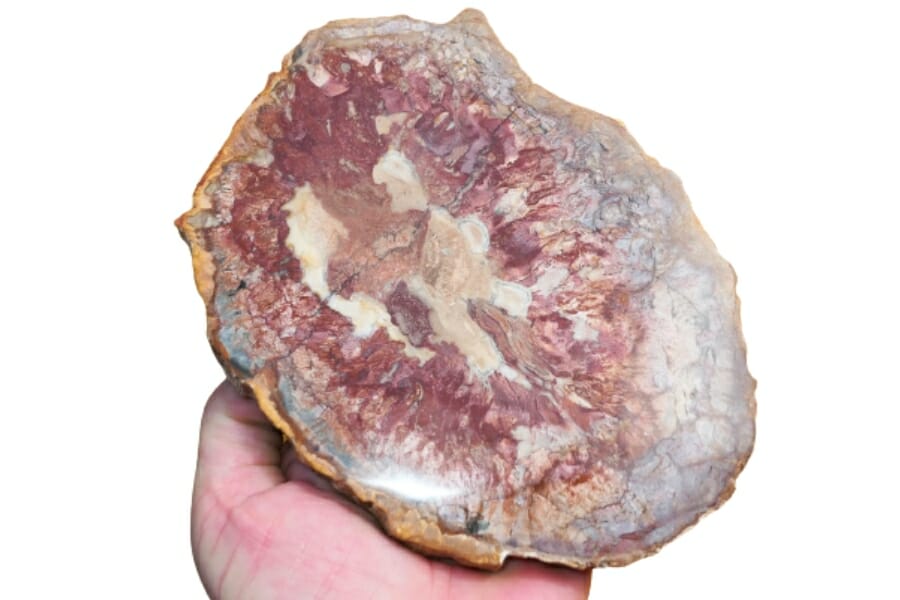 Awesome piece of silicified petrified wood showing clear details of its structure