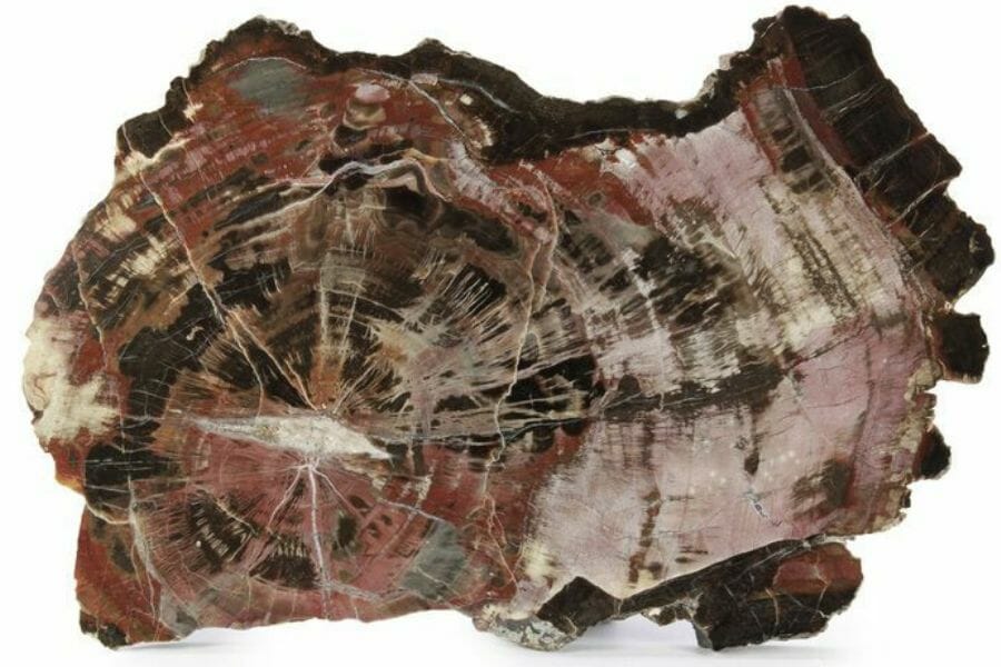 Colorful slab of petrified wood found nearby