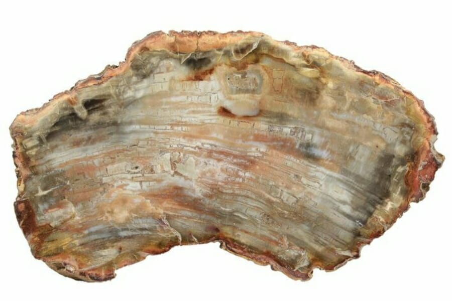 A stunning piece of a curved petrified wood