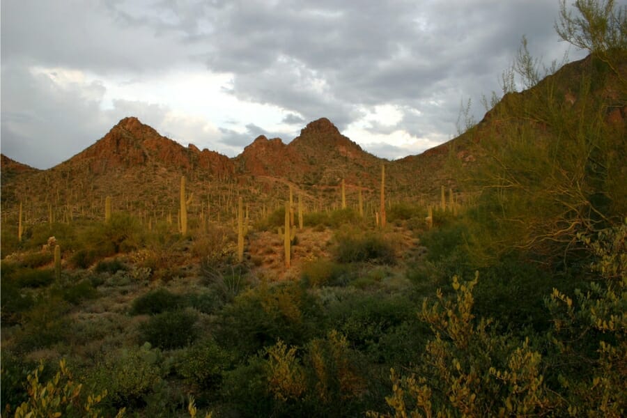 Tucson Mountain peaks surrounded with lush forests of trees