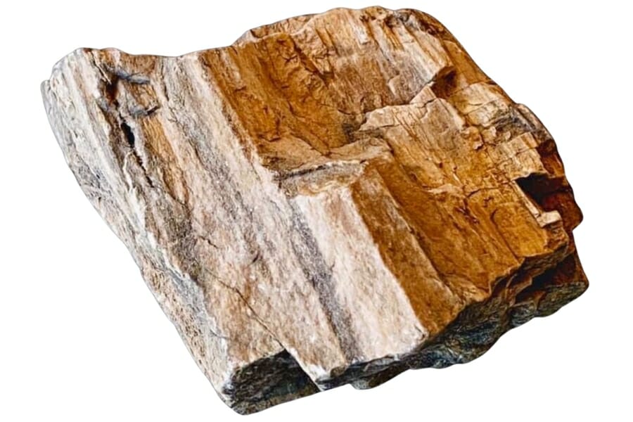 A gorgeous petrified wood with intricate details