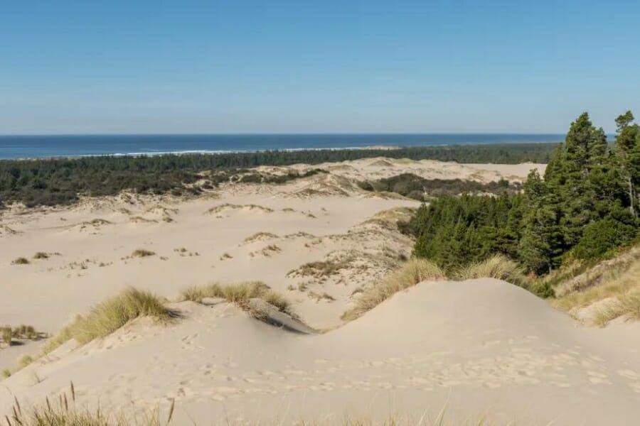 Sandy shores with green grasses and trees at the Winchester Bay where you can hunt for agates