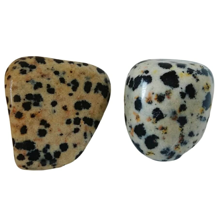 Two pieces of Dalmatian stones with different variations of colors