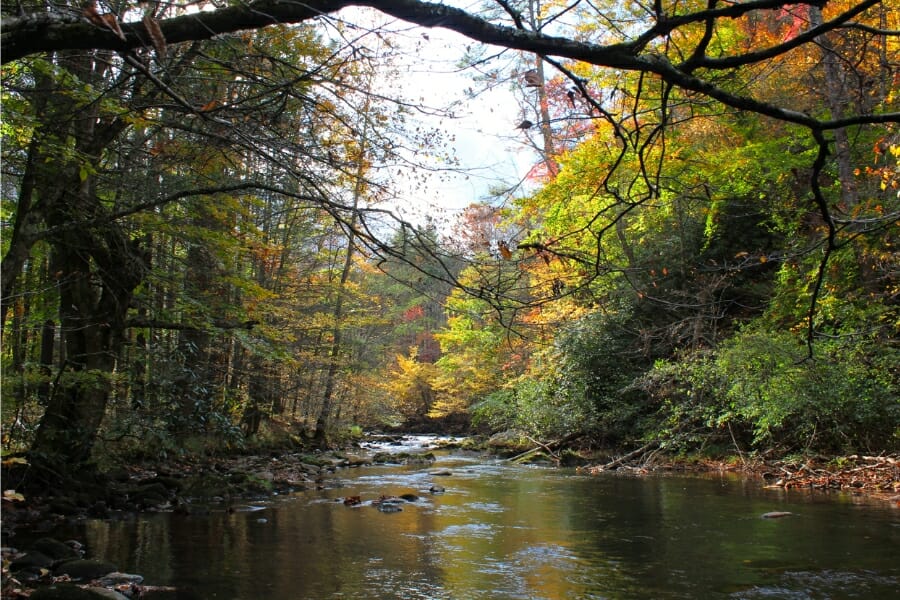 Serene photo of the Beaverdam Creek and its surrounding trees